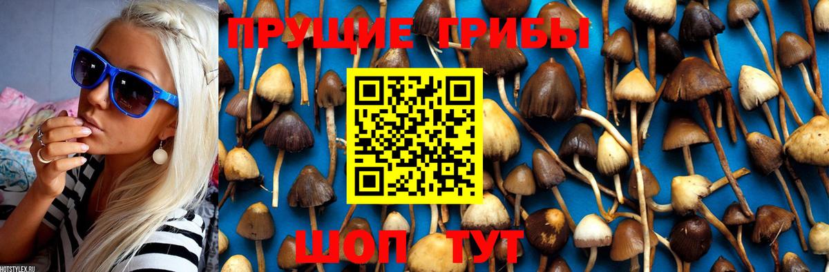 Галлюциногенные грибы Psilocybine cubensis  Вход с VPN  Псилоцибиновые грибы Cubensis  Красноармейск 